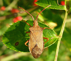 Gonocerus acuteangulatus